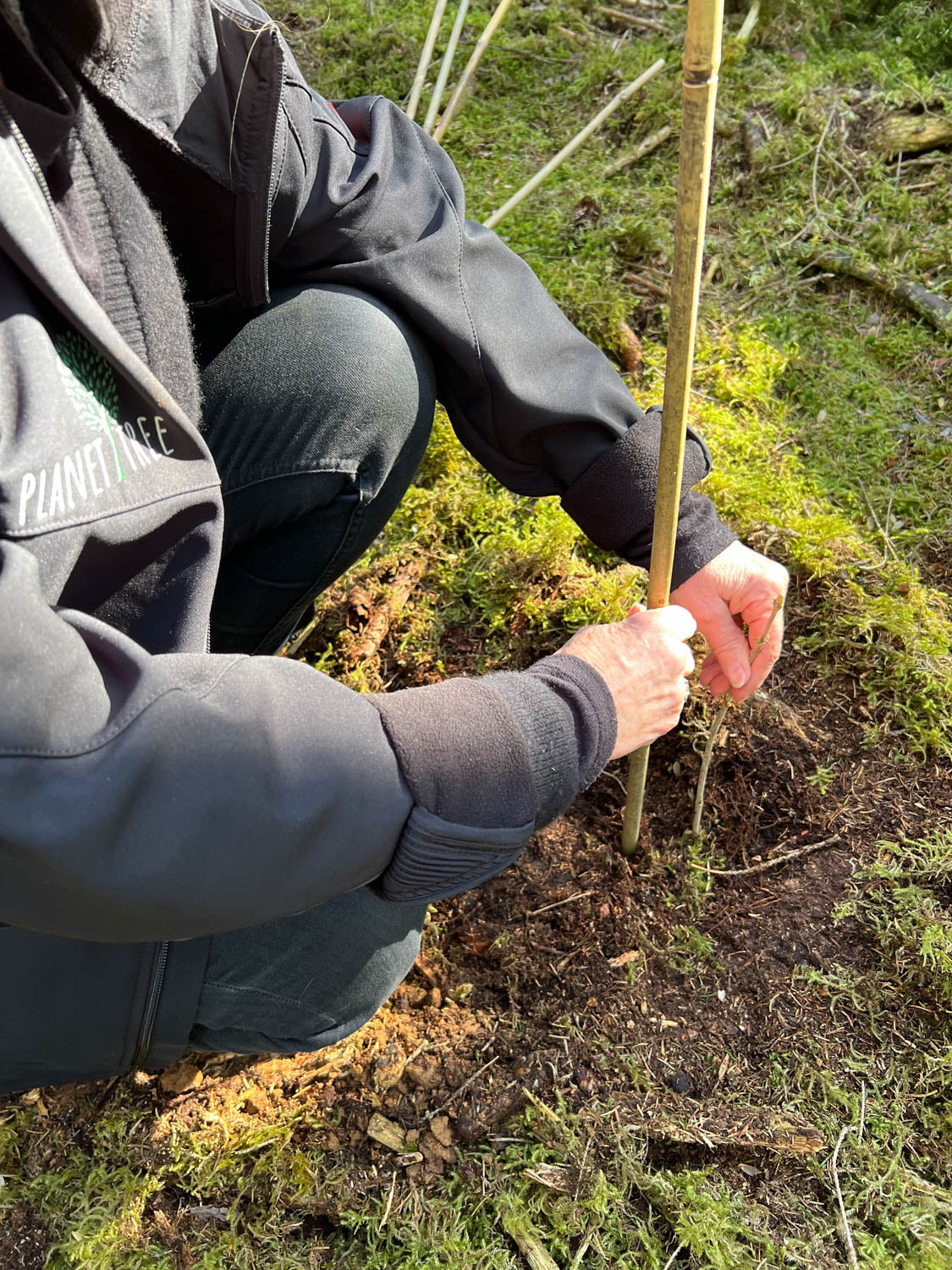 Person pflanzt einen jungen Baumsetzling in die Erde bei einer Aufforstungsaktion in Zusammenarbeit mit Planet Tree