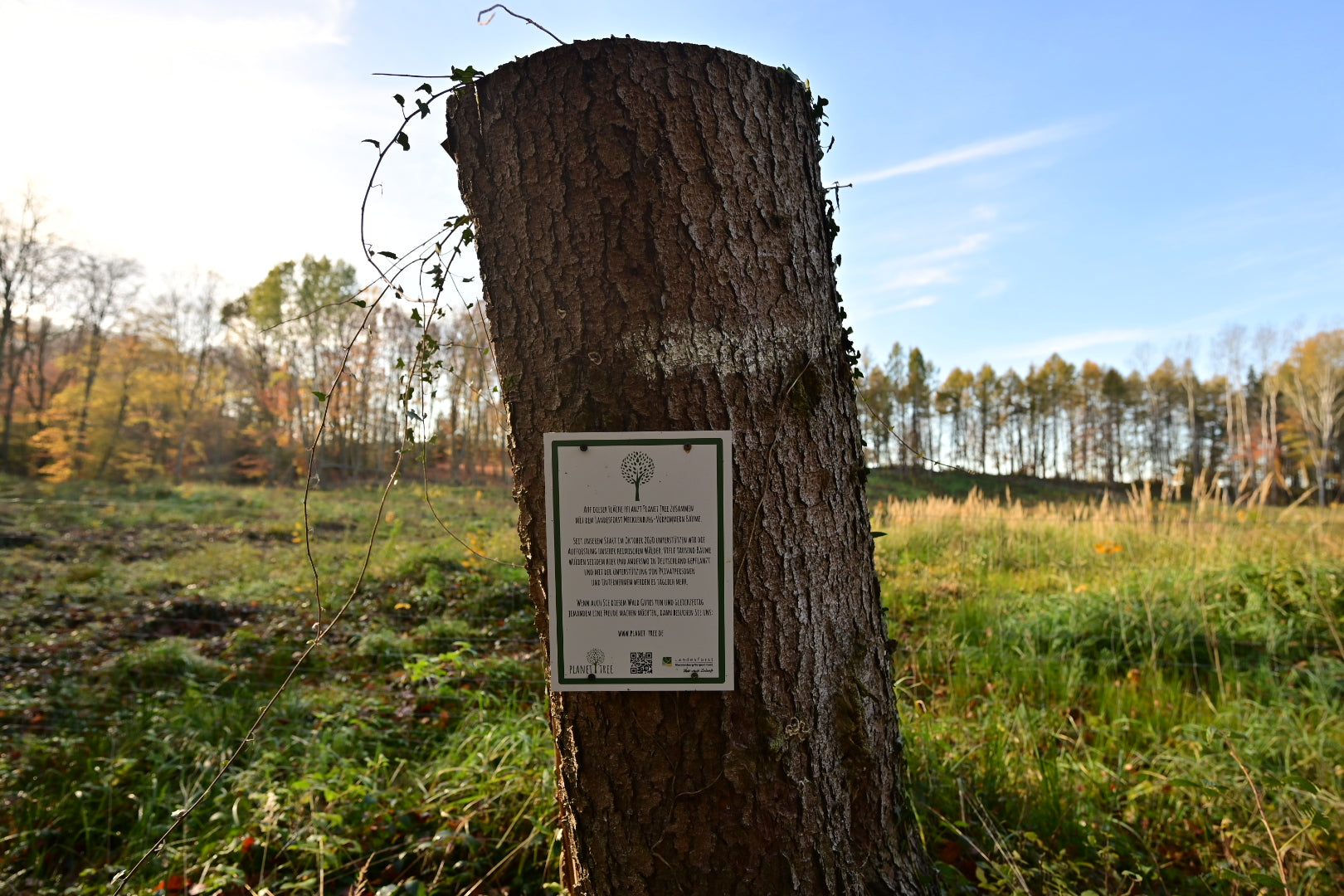 Zertifikat für eine Baumpatenschaft von Planet Tree befestigt an einem Baumstamm im Wald als Nachweis der Aufforstung