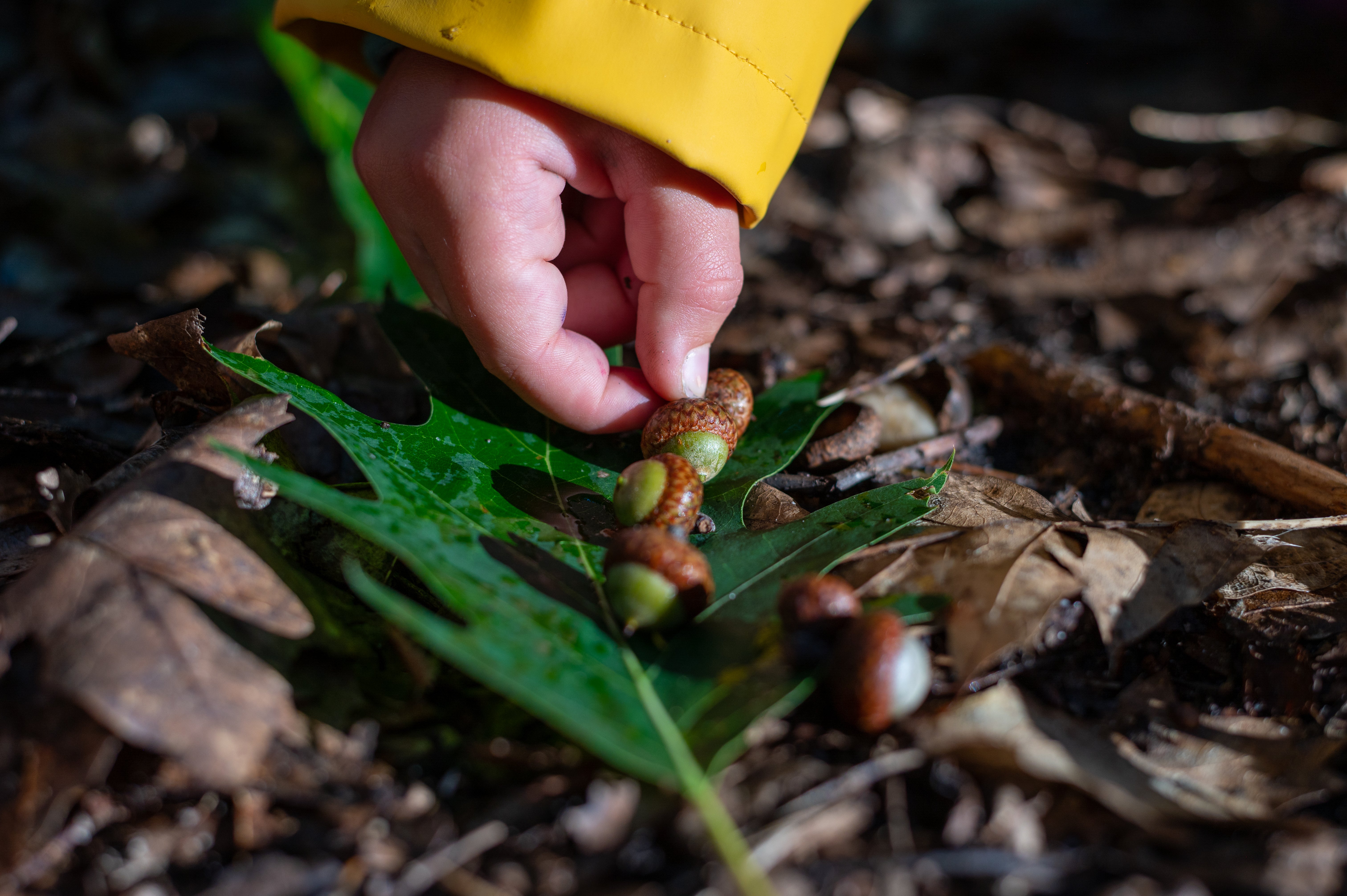 Kind sammelt Eicheln im Wald als Symbol für Aufforstung und nachhaltige Waldentwicklung