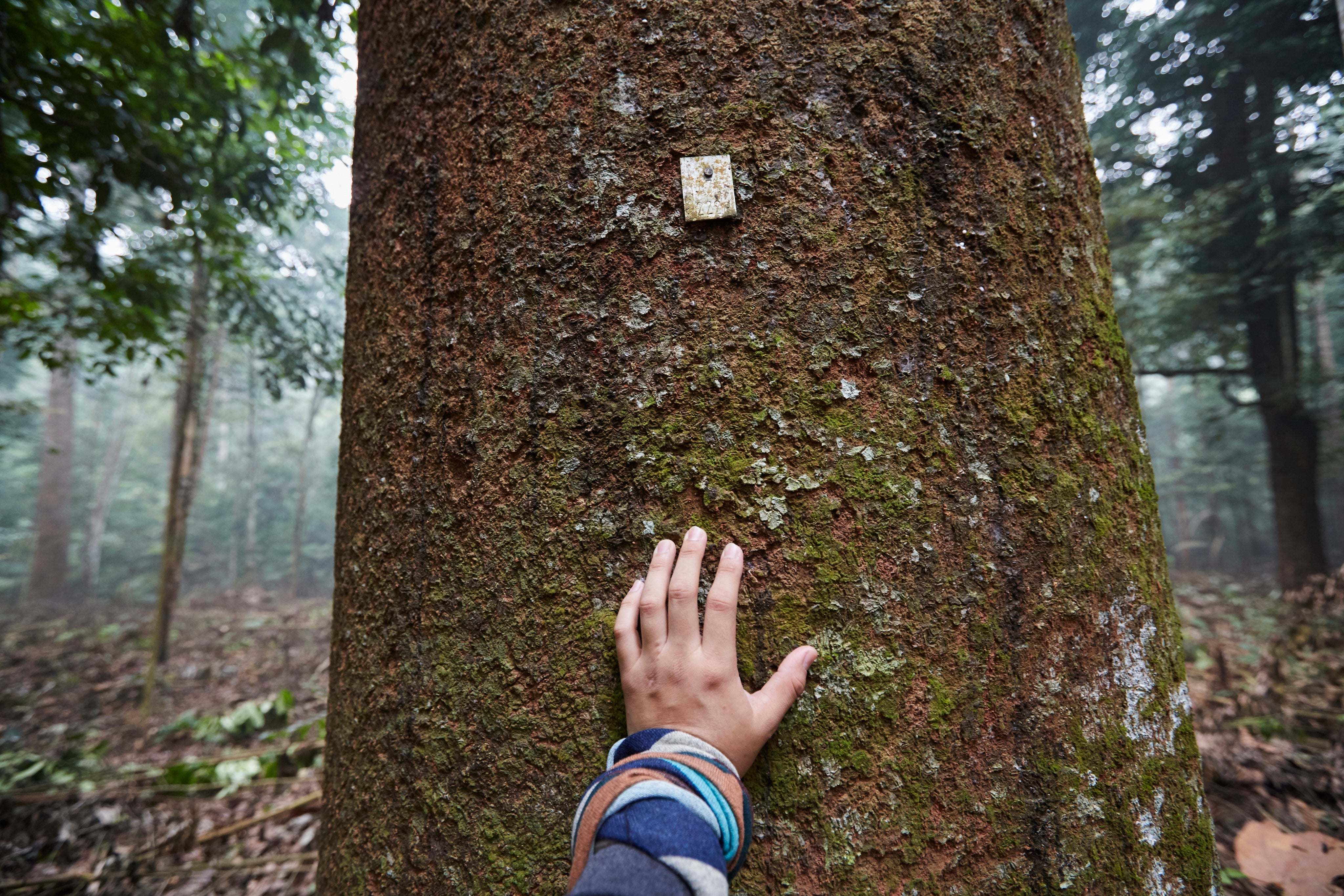 Hand berührt einen Baumstamm im Wald, Fokus auf Rinde und natürliche Struktur
