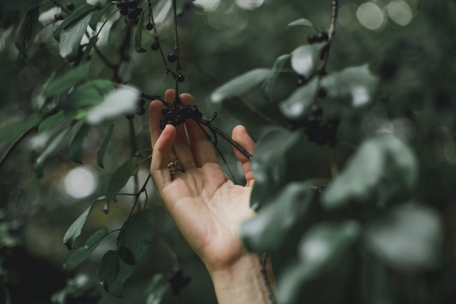 Hand greift nach Beeren an einem Ast im Wald, natürliche Umgebung mit grünen Blättern