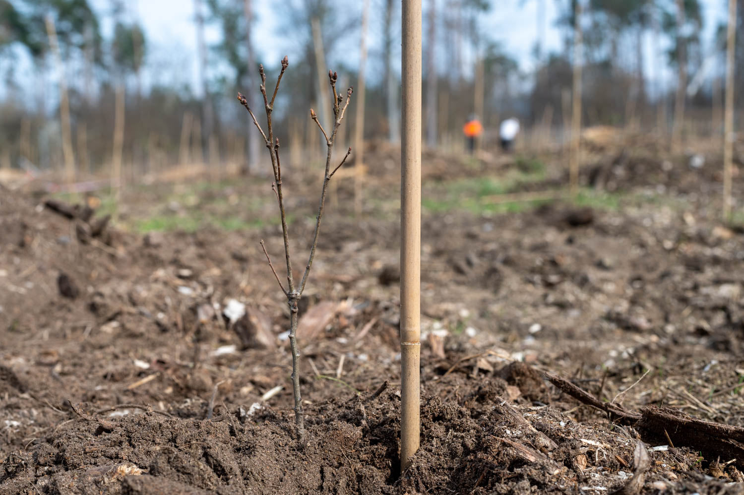 Frisch gepflanzter Jungbaum mit Stützstab auf einer Aufforstungsfläche im Wald mit Planet Tree