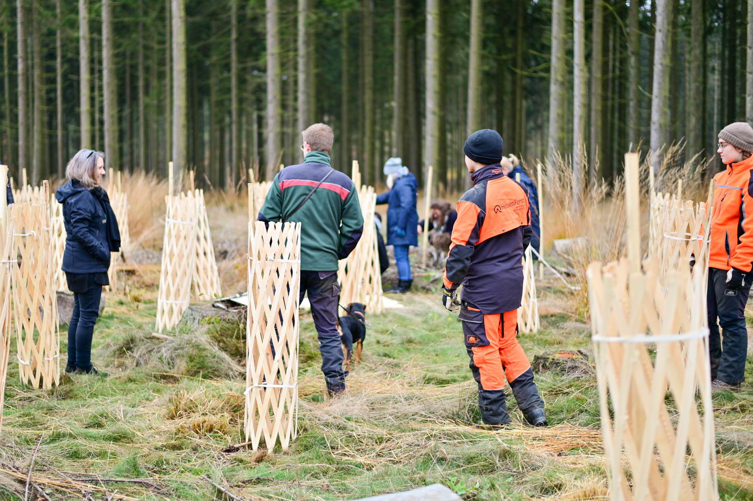 Team bei der Aufforstung mit Planet Tree im Wald, junge Baumsetzlinge werden eingesetzt und mit Schutz umgeben