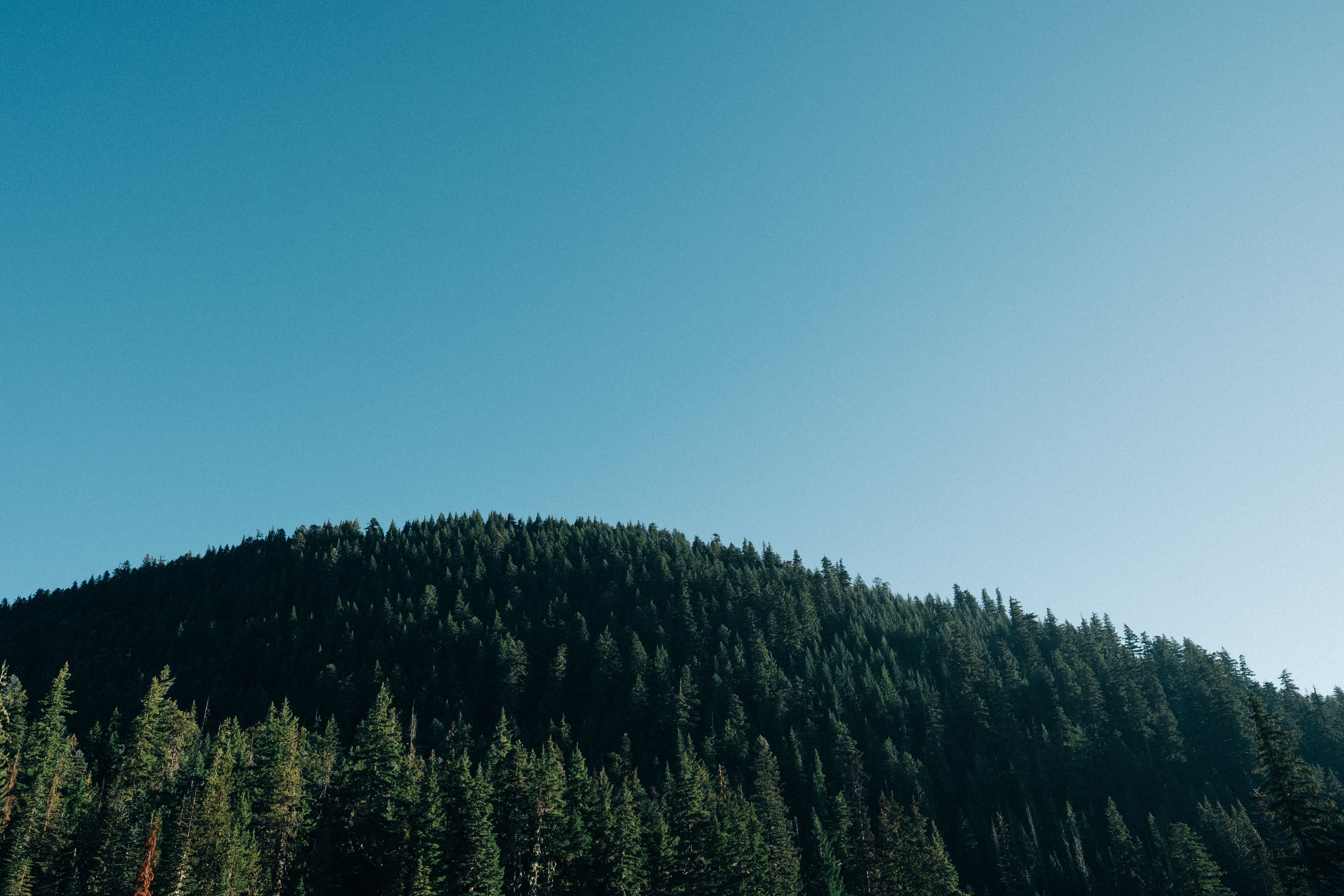 Bewaldeter Berg unter klarem blauem Himmel mit dichtem Nadelwald